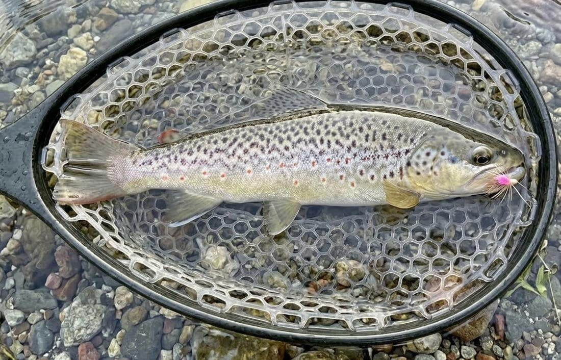 🎣 Catture Reali, Prodotti Reali e La Nostra Attrezzatura in Azione